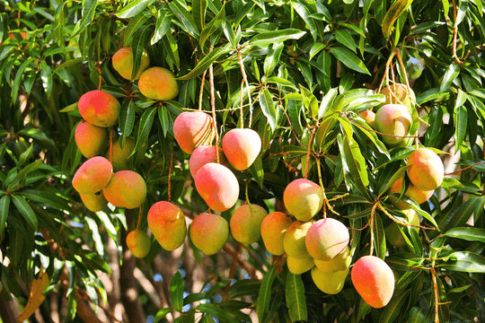Mangoes on a tree